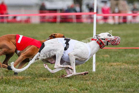 Prg 1, race 10, Bobo Piper Elvis Grit-0815