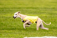 Prelims Fch-Vet 1, Buttercup Wilson-0349