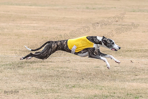 1Prelim Open 4 Kashi Rigel-3099