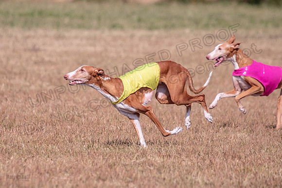 1Prelims 2 Dawn Bettie-0976