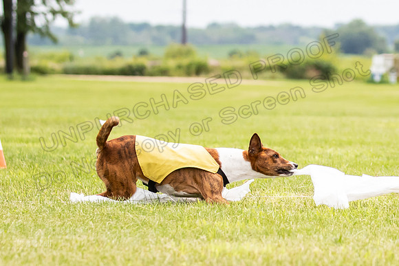 Finals Basenji-1432