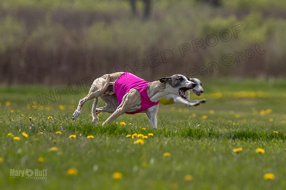 Finals Specials B2 PeteySue Frankie Rush-4626