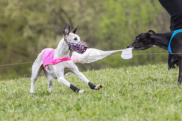Finals Open C3, Sparky Margot Shine-0735