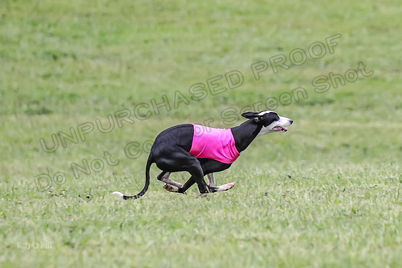 Prelim Open F4, Cosmo Damsel Archer-9367
