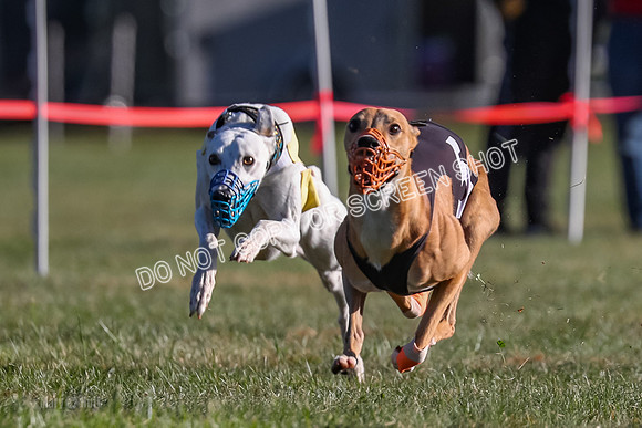 Prg 1, Race 17, Buttercup Riot Rogue Bookie Hopper, One Photo Camera Malfunction-9258