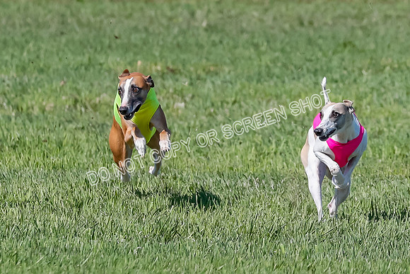 Prelim, Rocky Shimmy Zed-2399