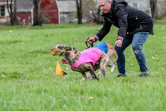 Finals Whippet Open-4672