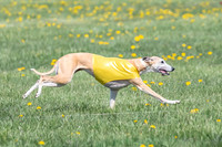 1Prelims Veterans 1 Rosa Marley Luna-1627