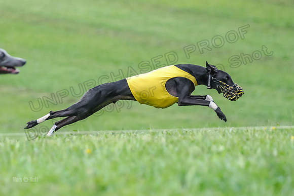Prelim Open E1, Sid Emoji Bumble-4725