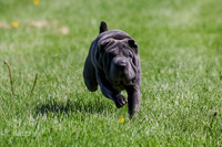 MCH77921