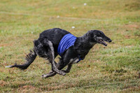 1 Prelims Vet Chase Imp Zip-0617