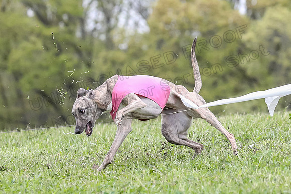 Finals Vets 3, Rosie Littlebit Justice-2355