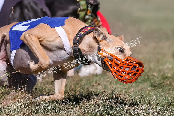 Prg 4, Race 5, Rasta Cammie Warrior Grim Buckwheat-0221