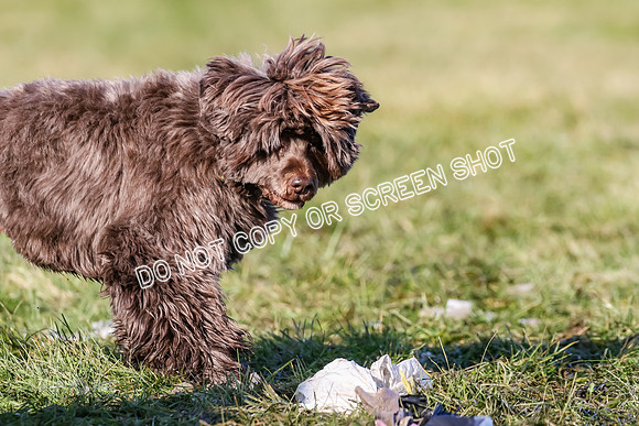 MCH74217