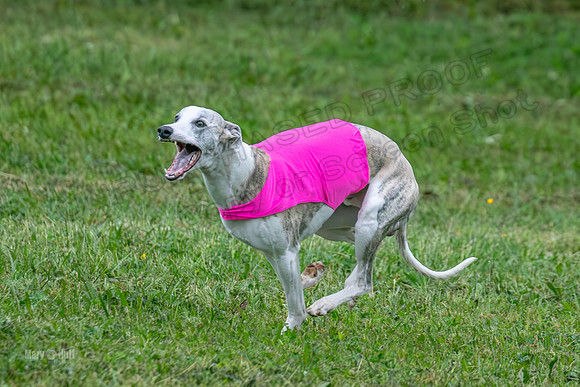 Prelims Open A2, Poppy Mateo Misty-3211
