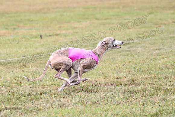 1 Prelims Open 1 AnnieOakley Fennec Zero-1228