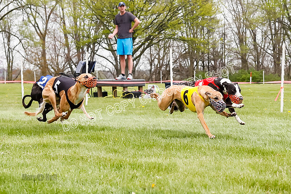 WRA, Prg 4, Race and 8, Pico CC Whammy Jubilee Tanooki Cheetah-9398
