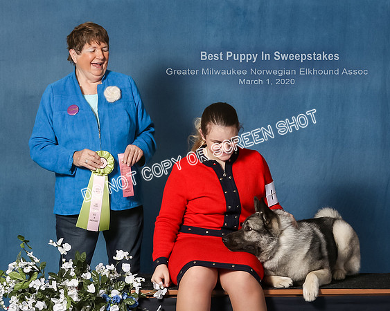 Elkhound 2020-1152-Edit