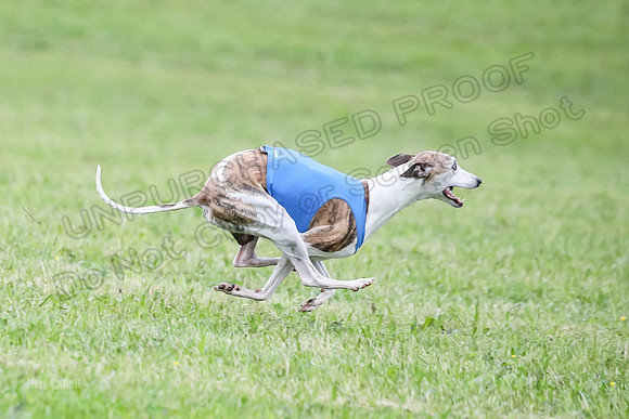 Prelim Open C2, Sparky Strummer Squiggle-8657