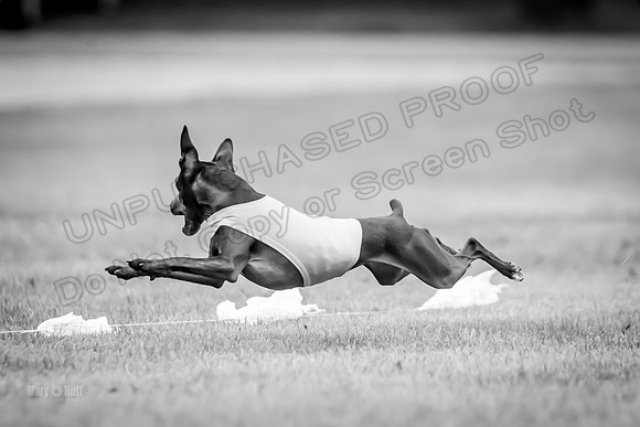 Prelims Willow-1092