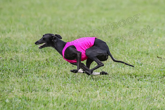 Prelim Open F2, Trippit Sid Fva-9270