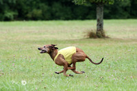 Rhodesian Ridgeback