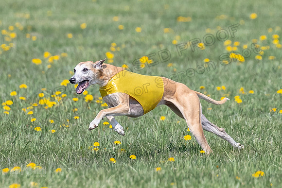 1Prelims Veterans 1 Rosa Marley Luna-1612