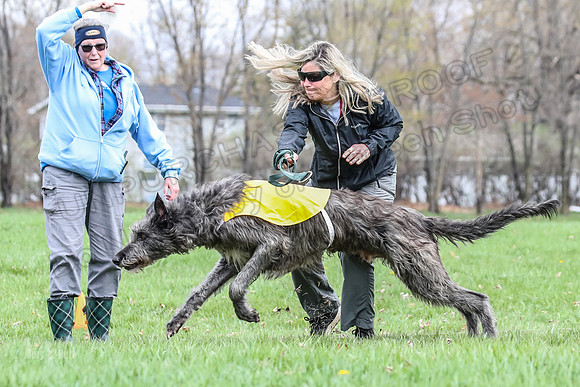 Finals Scottish Deerhound-4635