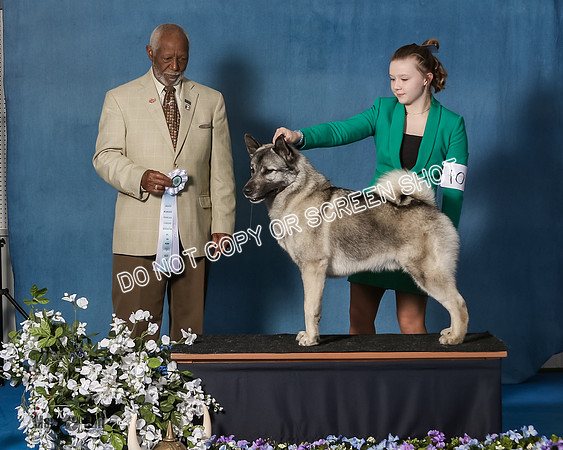 Elkhound 2020-1187