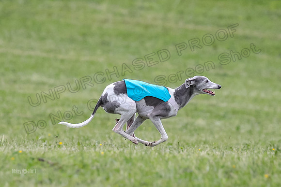 Prelim Veterans 5, Fleet Herman Blue-0228