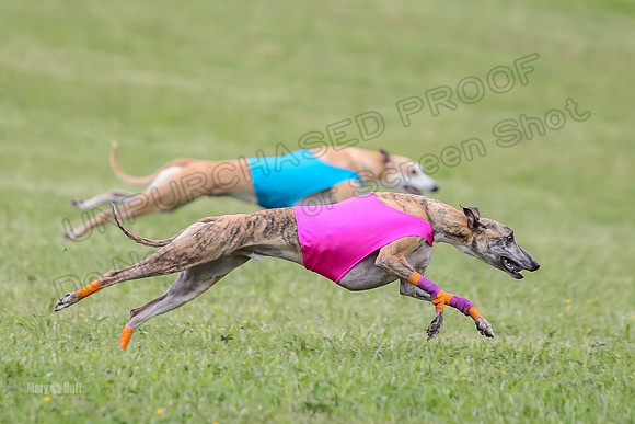 Prelim Open F1, Soarin Checkmate Player-9244