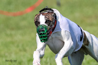 Program 1, Race 1, Puppy
