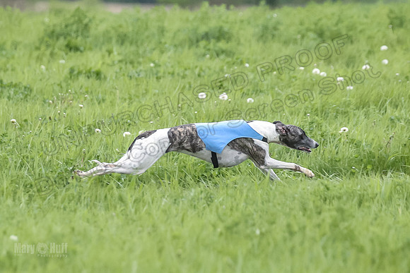 1 Prelims Open 3 Sydney Spanx Frankie-8238