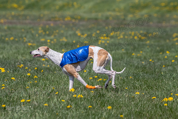 1Prelims Specials B4 Sprig Frankie Flower-1510