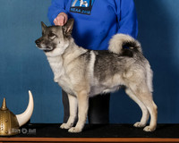 Elkhound 2020-1013-2