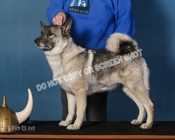 Elkhound 2020-1013-2