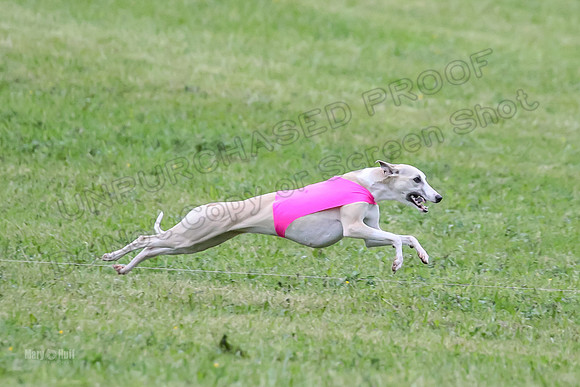 Prelim Open B2, Easy Cardi Minerva-8423
