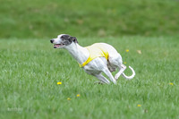 Prelims Whippet Specials-4472