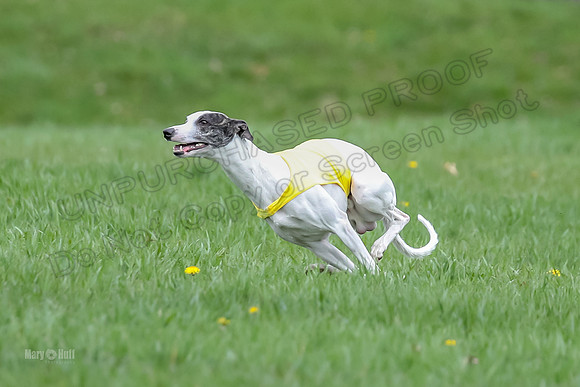 Prelims Whippet Specials-4472