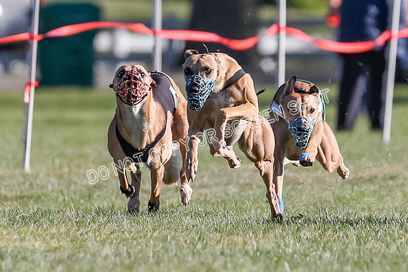 Prg 1, Race 19, Picanha Nibbles Cutter Tanooki Cheetah-9298