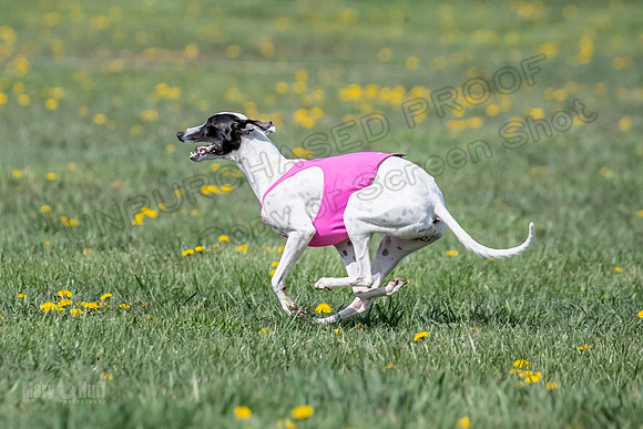 1Prelims Specials B6 Mantle PeteySue Echo-1582