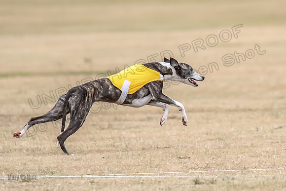 1Prelim Open 4 Kashi Rigel-3115