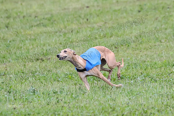 Prelim Open B5, Wiley Pippi Indy-8511