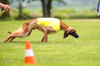Finals Afghan Hound-1444