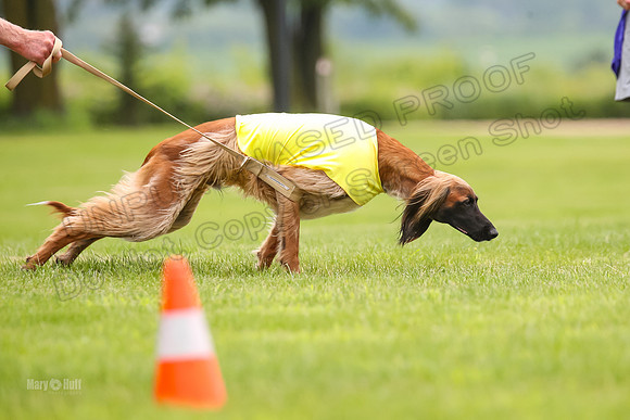 Finals Afghan Hound-1444