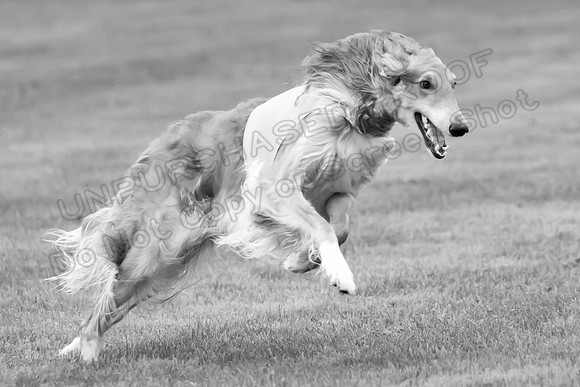 Open Prelim 2, Masquerade Freebie-0552-2