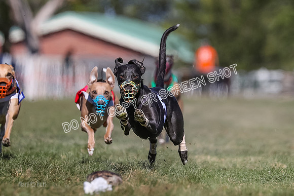 Prg 4, Race 5, Rasta Cammie Warrior Grim Buckwheat-0197