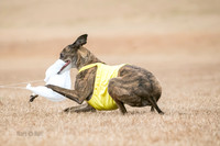 Greyhound