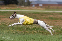 ASFA Iowa, 9.27.15 RunOffs/Breeds/BIF