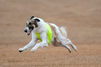 Borzoi